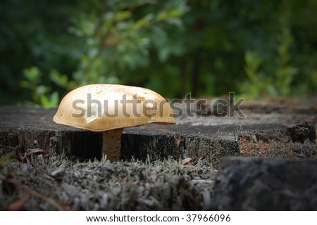 Mushroom growing on log stump