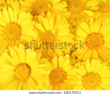 background yellow  flowers