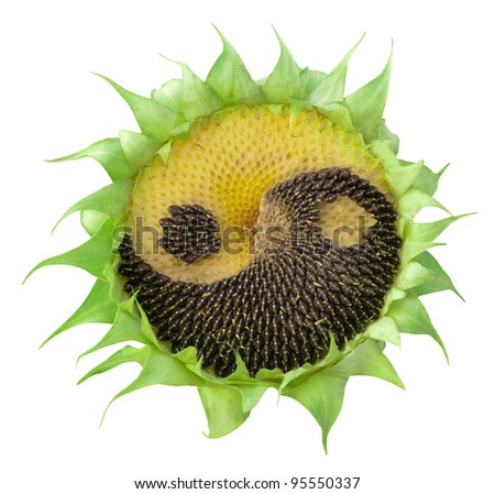 Sunflower With The Symbol Of Yin-Yang On White Stock Photo 95550337 ...