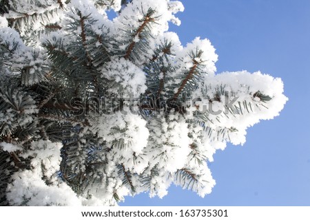 Spruce branches covered with snow, Branch of fir tree in snow, background