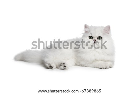 White cat Chinchilla on white background