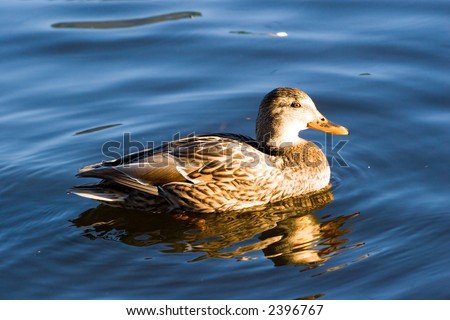 Wild duck swimming by lake. Sunset light. Vivid colors.