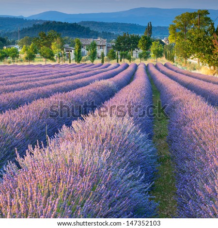 Lavender Field In Provence