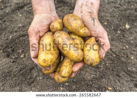 Freshly dug new potatoes held by a man
