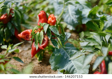 Pepper plant sprayed with protective mixture against infections