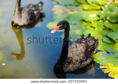 Beautiful black swans swimming in a lake with water lilies