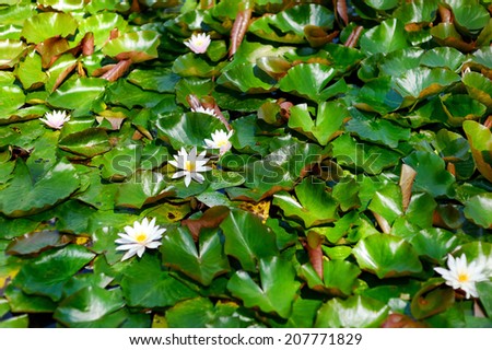Summer lake with water-lily flowers on blue water