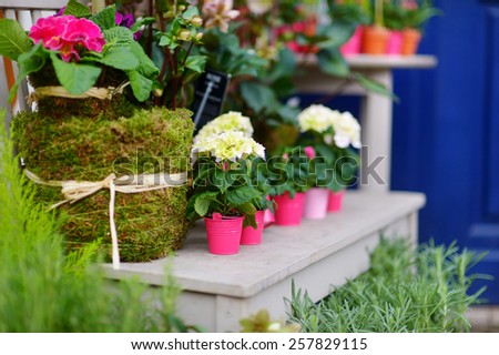 Beautiful colorful flowers sold on outdoor flower shop in Paris, France