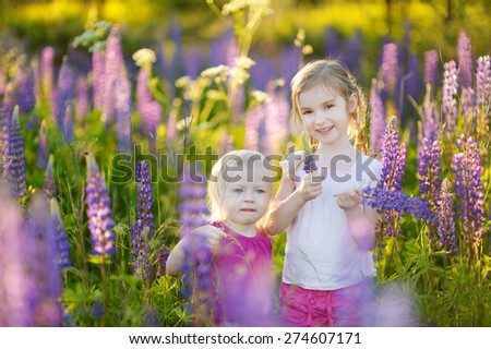 Two cute little sisters in blooming lupine field on summertime
