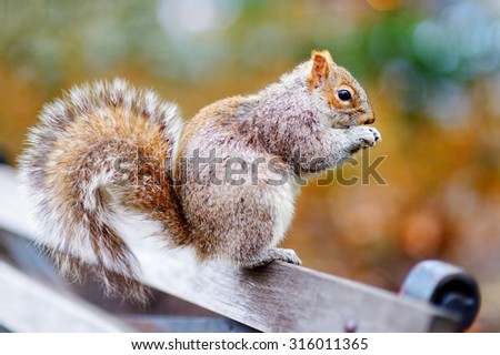 Eastern gray squirrel in Central Park in New York, USA