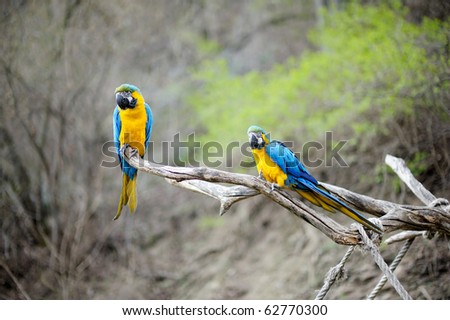 Gold+macaw+parrots