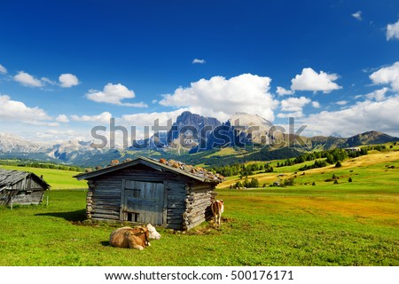 Cows in Seiser Alm, the largest high altitude Alpine meadow in Europe, stunning rocky mountains on the background. South Tyrol province of Italy, Dolomites.