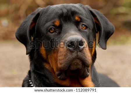 Frontal portrait of an adut male purebred Rottweiler, narrow DOF , focus on the eye.
