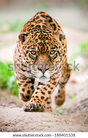 Large jaguar male performing an attack, With his ferocious look traight to your eyes