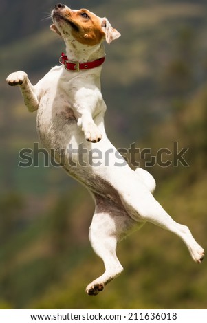 Jack Russel Parson terrier female practing shes ballet