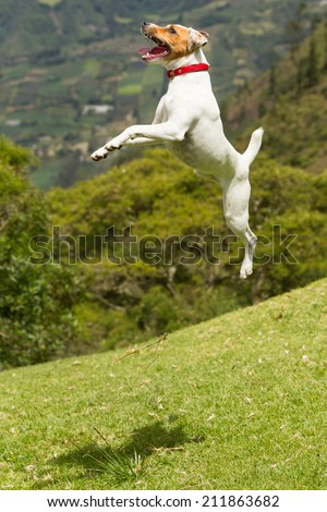 Jack Russel Parson terrier very high jump, more than three times shes height
