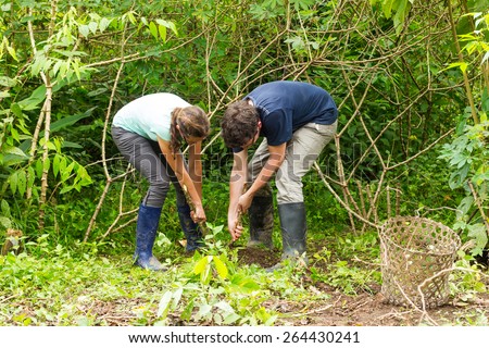 Couple of european tourists extracting yuca or cassava plant from the ground, typical activity in Ecuadorian jungle tourism