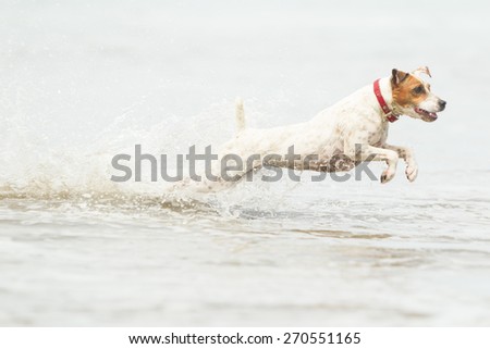 Jack Russell terrier running at full sped on the beach