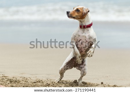 Cute Jack Russell terrier pupy stands up on the beach
