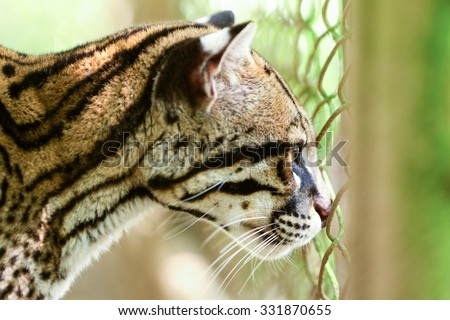 Leopardus Tigrinus Or Tigrillo Looking Trough The Fence Of A Zoological Garden