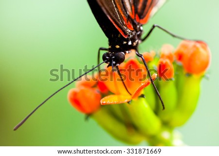 Exotic Butterfly Feeding On A Colorful Flower Shot With Ambient Light In Amazonian Forest