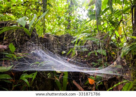 Large Size Spider Web In The Amazonian Rainforest