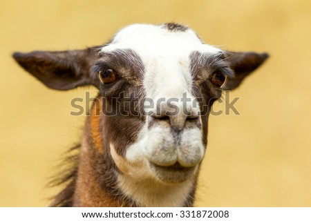 Isolated Headshot Of An Adult Female Lama Glama