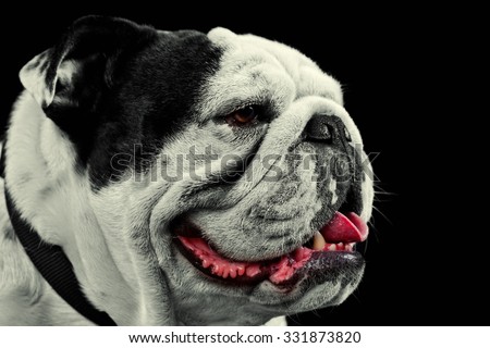 Mug Shot Studio Portrait Of An Adult Pure Breed English Bulldog