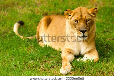Large Lioness In A Lazy Pose Shoot In A Zoological Garden