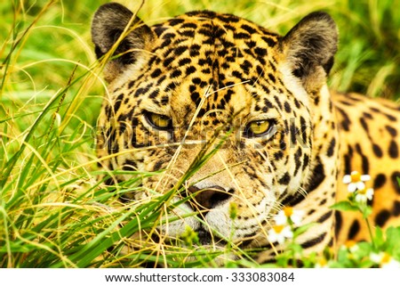 Ferocious Adult Male Jaguar Close Up Ground Level View
