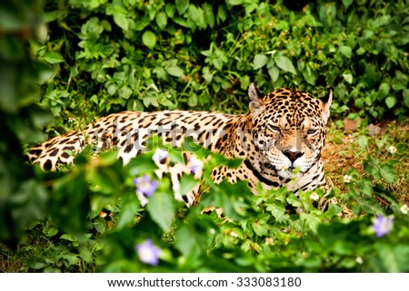 Large Jaguar Male In The Ecuadorian Rainforest With His Ferocious Look Straight To Your Eyes
