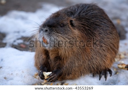 BEAVERS ARE KNOWN FOR BUILDING DAMS, CANALS, AND LODGES, HOMES. THEY ARE THE SECOND-LARGEST RODENT IN THE WORLD