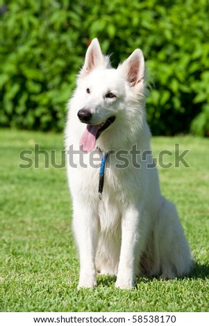 The Berger Blanc Suisse Is A Breed Of Dog From Switzerl