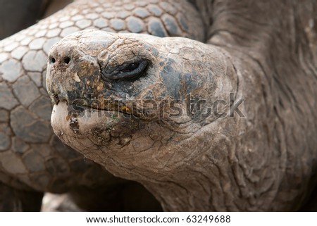 Galapagos giant tortoise is the largest living species of tortoise, reaching weights of over 400 kilograms and lengths of 1.8 meters. It is among the longest lived of all vertebrates.