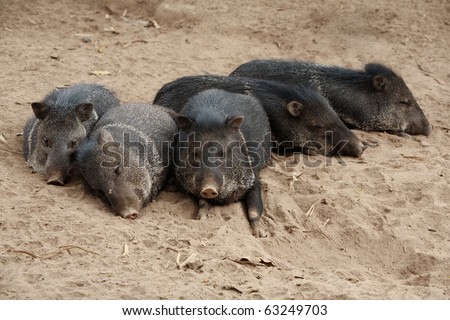 Group of peccary, a medium-sized mammal of the family Tayassuidae, or New World Pigs.