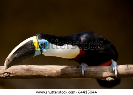 A big black bird (55 cm) with a white throat and a big red bill with a yellow border. It is also called white-throated toucan.
