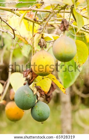 Granadilla fruit cultivation in Ecuador Andes mountains, also a passion fruit. Green and yellow fruits not yet ready to be picked.