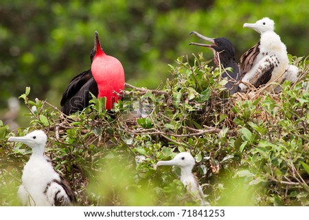 Frigate bird family with predominant male expressing his authority