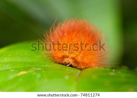 Caterpillars are the larval form of a member of the order Lepidoptera ,the insect order comprising butterflies and moths, Amazonian rainforest.