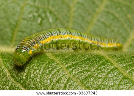 Very small caterpillar on leaf, about 1cm long. larvae of a buttefly from the order lepidoptera