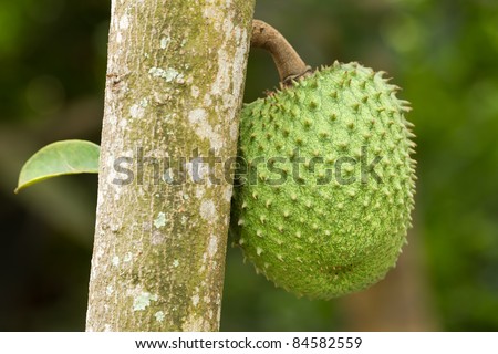 Green textured guanabana fruit in the tree. Focus on the fruit, shallow depth of field.