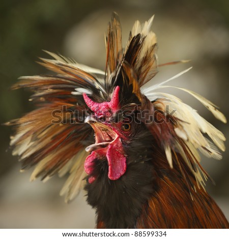 Crazy rooster with a funny hairstyle crowing extremely loud. Type that you want to kill in the morning. (slightly amount of noise visible at full size)