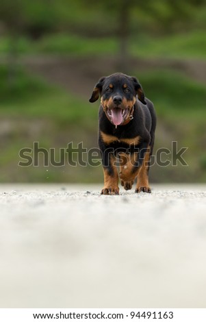 Rottweiler walking with great confidence shot from low angle , shallow depth of field.