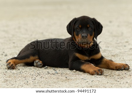 Rottweiler pup posing, shot from low angle, typical expression of a confident dog