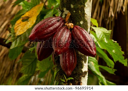 Cocoa fruit in the tree, red variety is considered to be the best, shot in Ecuadorian jungle.