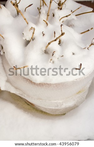 Close-up of a hydrangea with snow which is packed in a foil to overwinter outdoors