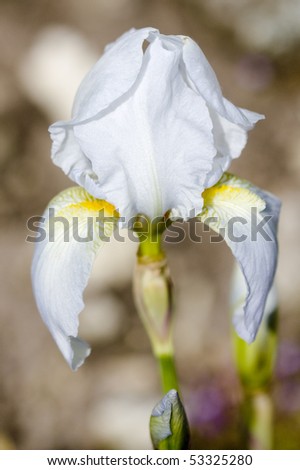Selective focus image of the Sweet Iris (Iris pallida Lam).