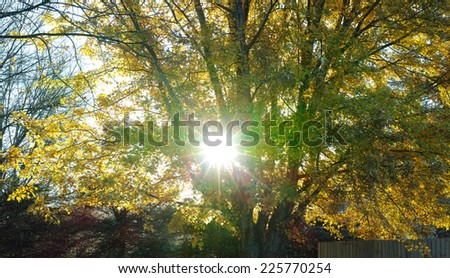 sunflare through fall trees