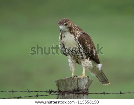 Red tailed hawk on fence post.