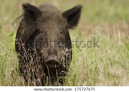 Wild boar running in field.